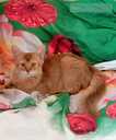 Somali kitten - MM.LV - 8