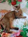 Somali kitten - MM.LV - 7