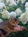 Somali kitten - MM.LV - 2