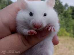 Сирийские хомячки ищу новые дома! - MM.LV