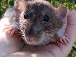 Ищут любящего хозяина! - MM.LV