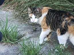 ищу работу - MM.LV