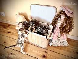 Продаю котят бенгальской породы - MM.LV