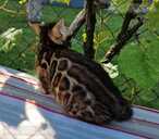 бенгальские котята с родословной - MM.LV - 6