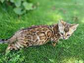 бенгальские котята с родословной - MM.LV - 9