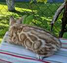 бенгальские котята с родословной - MM.LV - 10