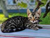 бенгальские котята с родословной - MM.LV - 12