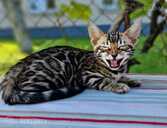 бенгальские котята с родословной - MM.LV - 13