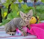 девон рекс - MM.LV - 2