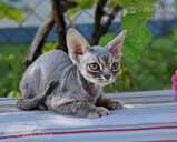 девон рекс - MM.LV - 3