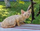 девон рекс - MM.LV - 5