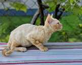 девон рекс - MM.LV - 6