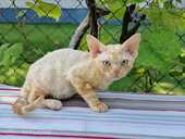 девон рекс - MM.LV - 7