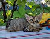 девон рекс - MM.LV - 8