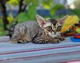 девон рекс - MM.LV - 9