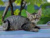 девон рекс - MM.LV - 11