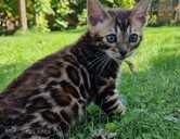 бенгальские котята с родословной - MM.LV - 1