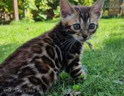 бенгальские котята - MM.LV