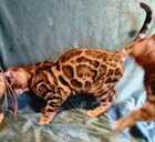бенгальские котята с родословной - MM.LV - 4
