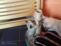 Mīļie siāmas kaķēni Mīļie siāmas kaķēni - MM.LV