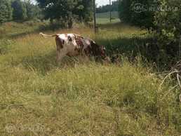 Bičok. Bičok. - MM.LV