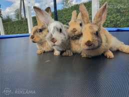 Зайчики декоративные - MM.LV