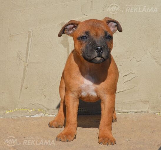 Staffordshire bull terrier Staffordshire bull terrier - MM.LV