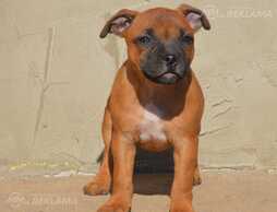 Staffordshire bull terrier - MM.LV