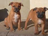 Staffordshire bull terrier - 2 Staffordshire bull terrier - MM.LV - 2