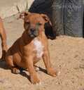 Staffordshire bull terrier - 3 Staffordshire bull terrier - MM.LV - 3