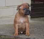 Staffordshire bull terrier - 4 Staffordshire bull terrier - MM.LV - 4