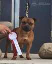 Staffordshire bull terrier - 5 Staffordshire bull terrier - MM.LV - 5