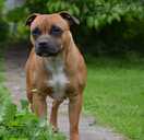 Staffordshire bull terrier - 6 Staffordshire bull terrier - MM.LV - 6