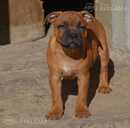 Staffordshire bull terrier - 7 Staffordshire bull terrier - MM.LV - 7