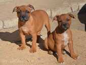 Staffordshire bull terrier - 8 Staffordshire bull terrier - MM.LV - 8