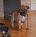 Staffordshire bull terrier - 9 Staffordshire bull terrier - MM.LV - 9