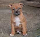 Staffordshire bull terrier - 10 Staffordshire bull terrier - MM.LV - 10