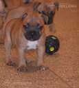 Staffordshire bull terrier - 11 Staffordshire bull terrier - MM.LV - 11