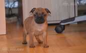 Staffordshire bull terrier - 12 Staffordshire bull terrier - MM.LV - 12