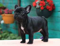 Ļoti skaisti kucēni - MM.LV