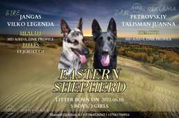 East European Shepherd (veo) puppies East European Shepherd (veo) puppies - MM.LV