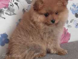 Прмеранский щпиц - MM.LV