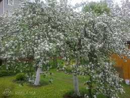 Квартира в Риге, Дзирциемс, 35 м², 1 комн., 1 этаж. - MM.LV