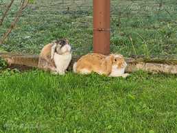 pundurtrusis/кролики - MM.LV