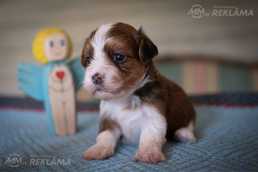 Lovely havanas bišons - MM.LV