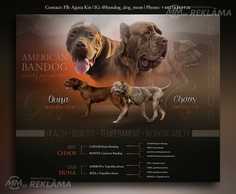 American Bandog puppies - MM.LV