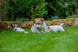 Exquisite Jack Russell Terrier Puppies For Sale! Exquisite Jack Russell Terrier Puppies For Sale! - MM.LV