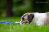 Exquisite Jack Russell Terrier Puppies For Sale! - MM.LV - 2