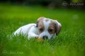 Exquisite Jack Russell Terrier Puppies For Sale! - MM.LV - 4