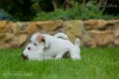 Exquisite Jack Russell Terrier Puppies For Sale! - MM.LV - 5